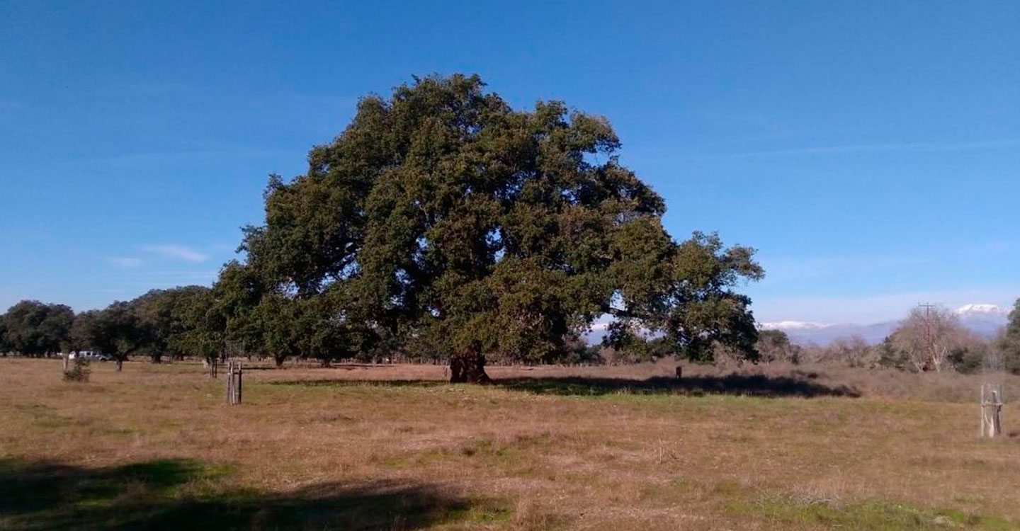 El Gobierno de Castilla-La Mancha declara la carrasca Ruli y el alcornoque del Dehesón del Encinar como nuevos árboles singulares en la región 