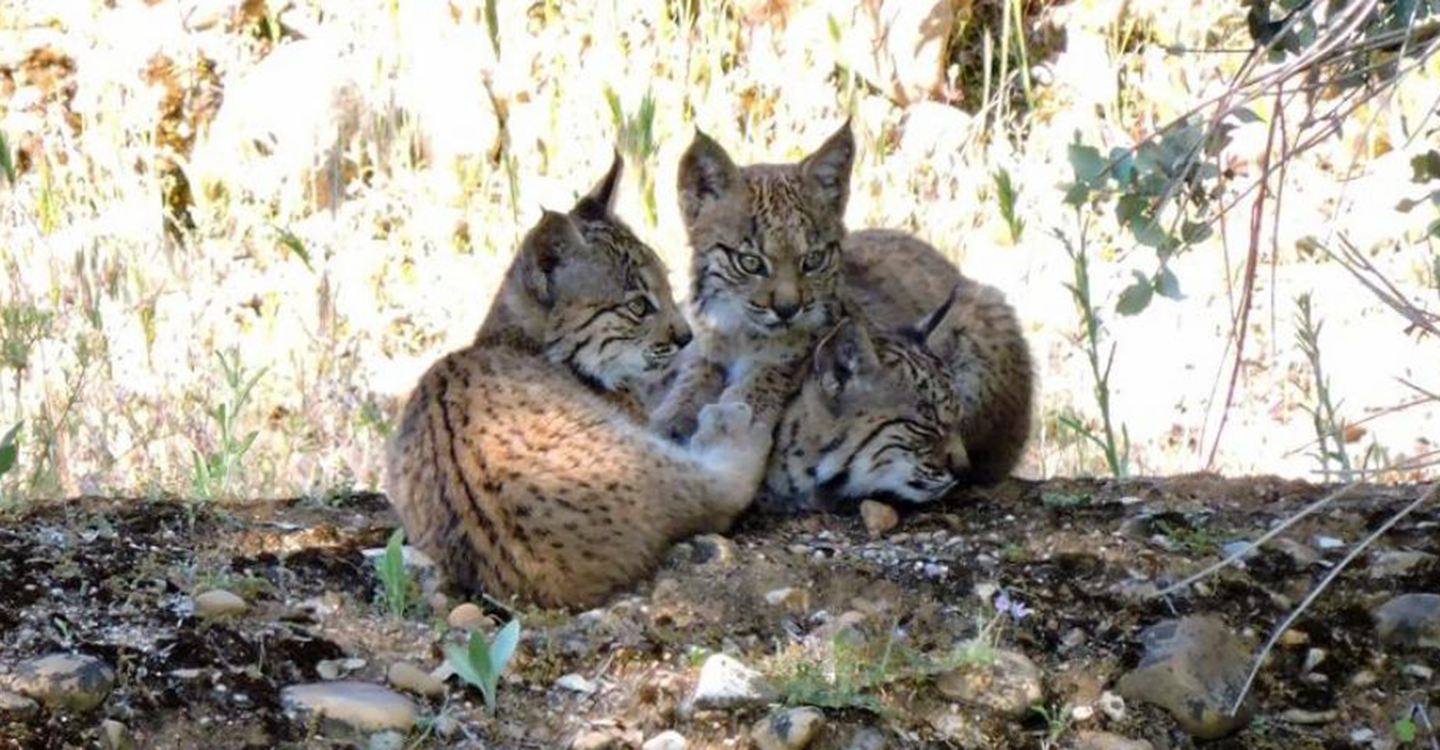 Castilla-La Mancha cuenta, al menos, con 16 nuevas crías de lince ibérico nacidas en libertad en las dos áreas de reintroducción de la región