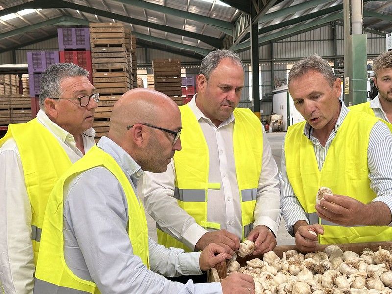 El Gobierno de Castilla-La Mancha reivindica el ajo como un cultivo social cuyo impacto económico mantiene la población en el medio rural y es ejemplo de uso eficiente del agua 