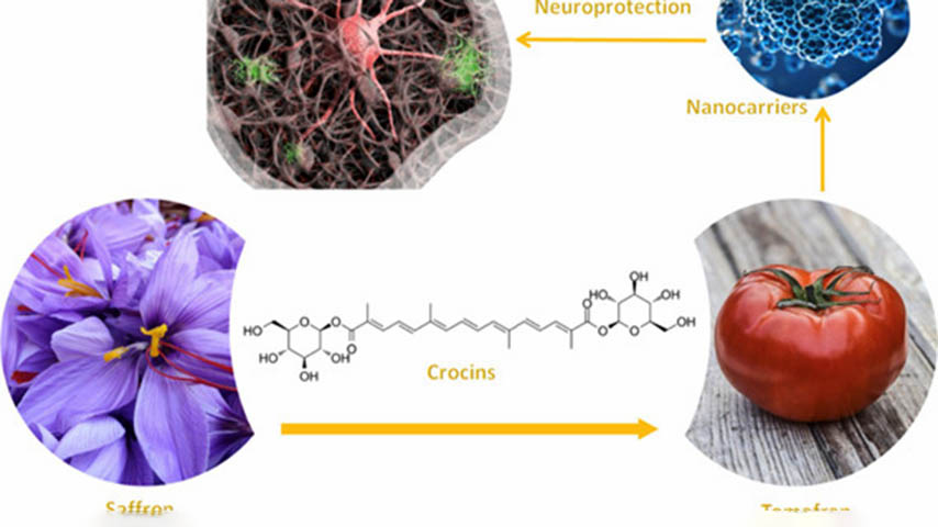 El grupo Bioforce de la UCLM demuestra que la planta ‘Tomafrán’ y sus exosomas tienen propiedades neuroprotectoras