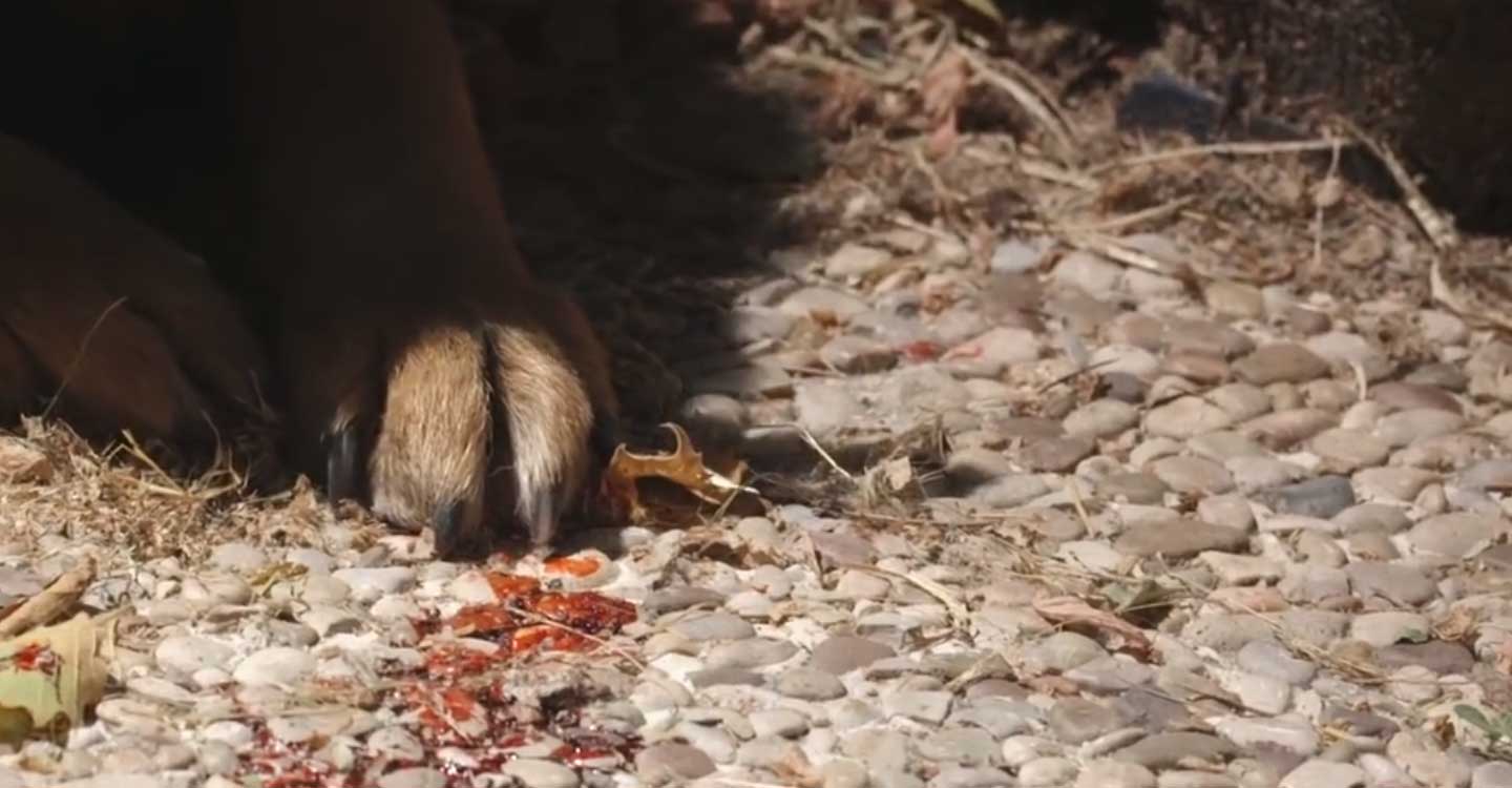 La Guardia Civil de Albacete investiga a una persona por un delito de maltrato animal con resultado de la muerte de un perro por inanición