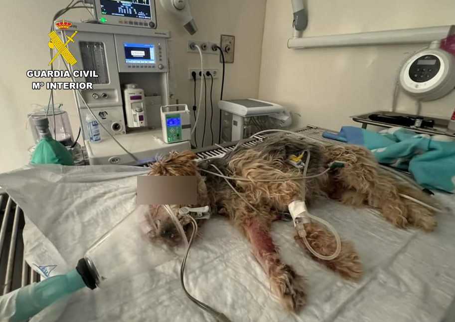 La Guardia Civil de Albacete investiga a una persona por un delito de maltrato animal tras dejar moribundo a su propio perro