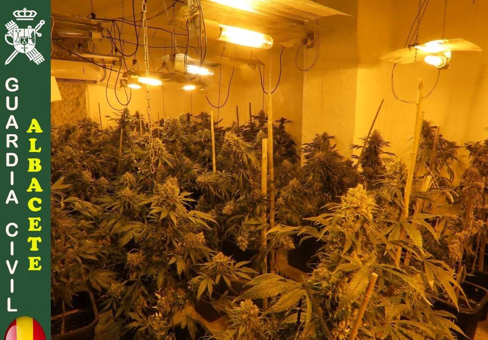 La Guardia Civil de Albacete detiene a cuatro personas y desmantela dos centros de producción y germinación de cannabis sativa 