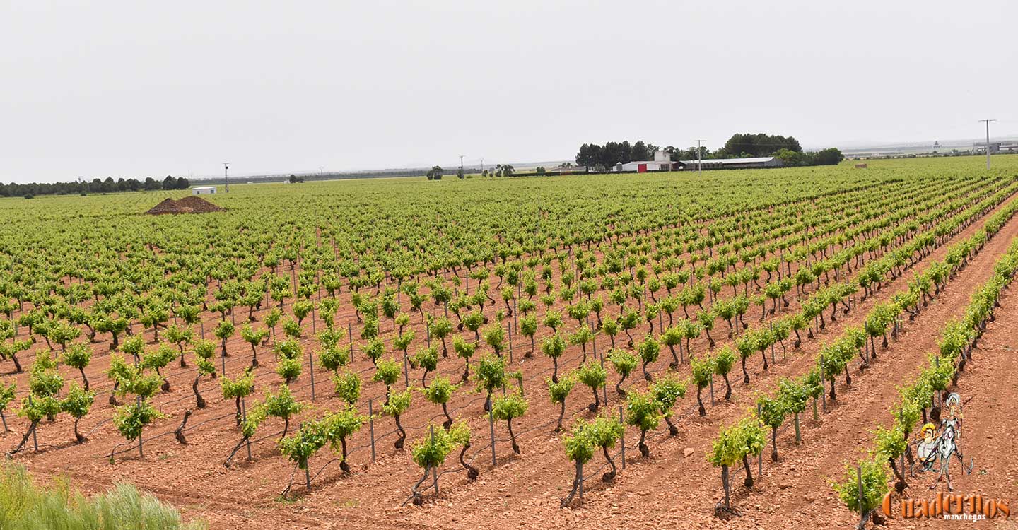 El Gobierno de Castilla-La Mancha realizará un nuevo pago de la PAC de 17,5 millones de euros a más de 85.000 agricultores y ganaderos   