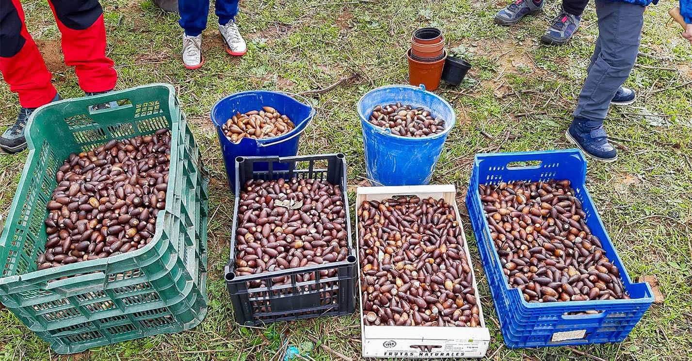 Unas 8.000 bellotas torteñas, entre las más de 1,2 millones plantadas ya en ‘La gran bellotada ibérica’