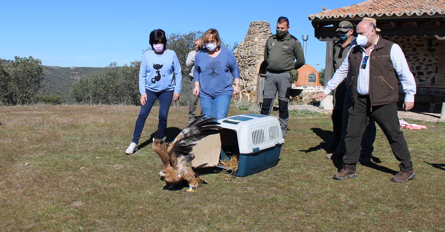 El Gobierno de Castilla-La Mancha devuelve a los cielos de Sierra Morena a un águila imperial ibérica tras su recuperación en “El Chaparrillo”