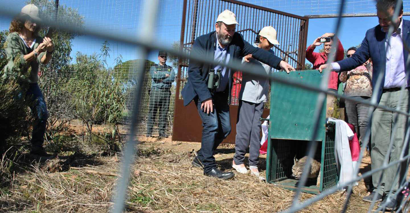 El lince ibérico regresa a Cabañeros 50 años después