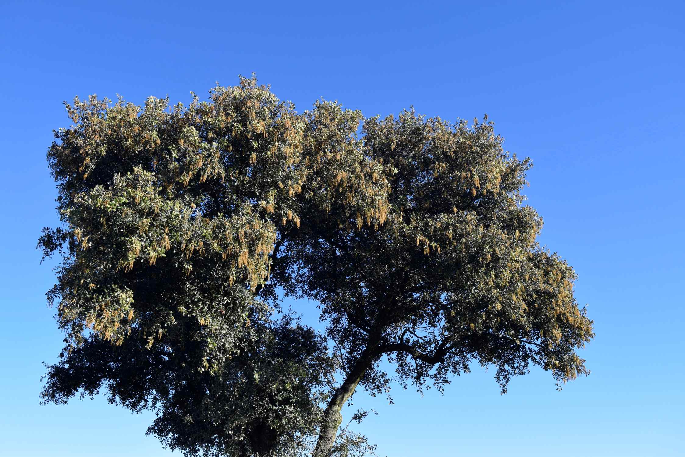 La encina acusa el calentamiento climático y florece en el mes de diciembre en la provincia de Ciudad Real