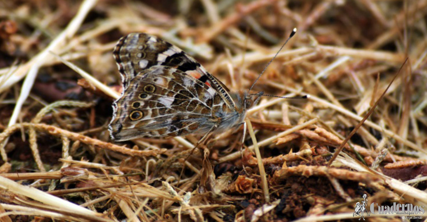 Descubre el Parque Natural de las Lagunas de Ruidera: Insectos (2)