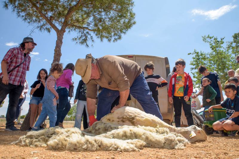 San Isidro - Argamasilla de Alba