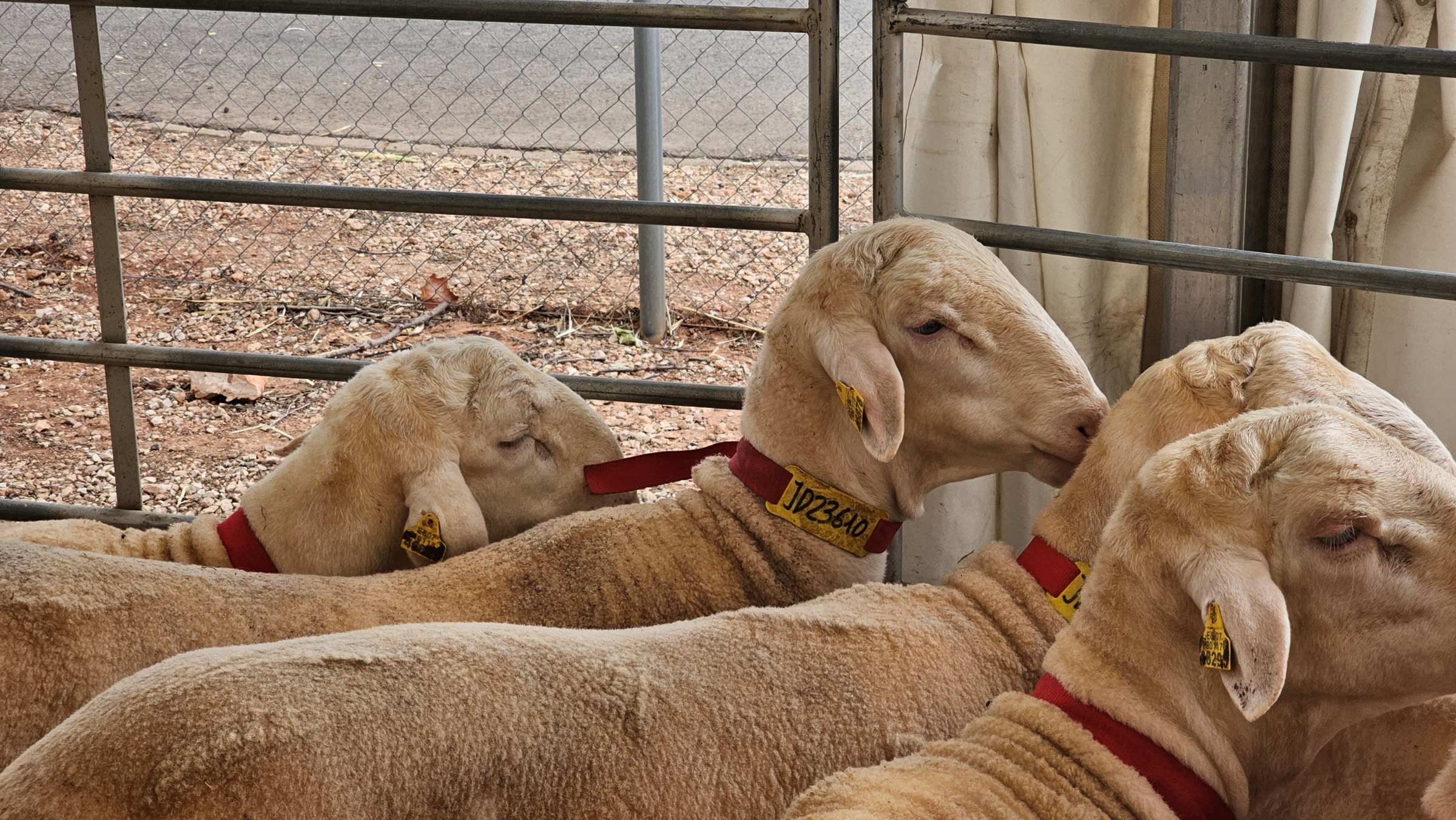 “Espectacular” subasta de sementales de raza ovina manchega de Agrama