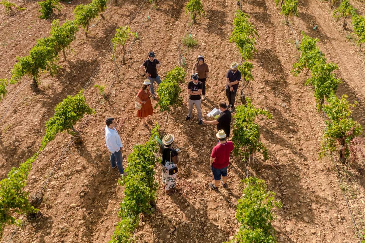 Viñas viejas y sangre nueva para los vinos elaborados en Socuéllamos