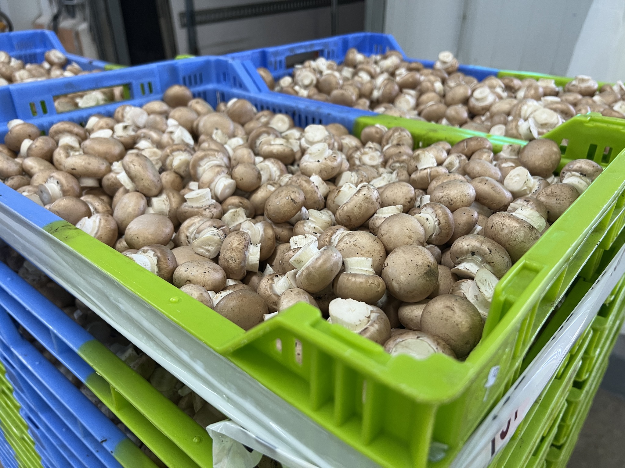 Productores de champiñón lamentan la “falta de sensibilidad” del Gobierno de Castilla-La Mancha con el sector 