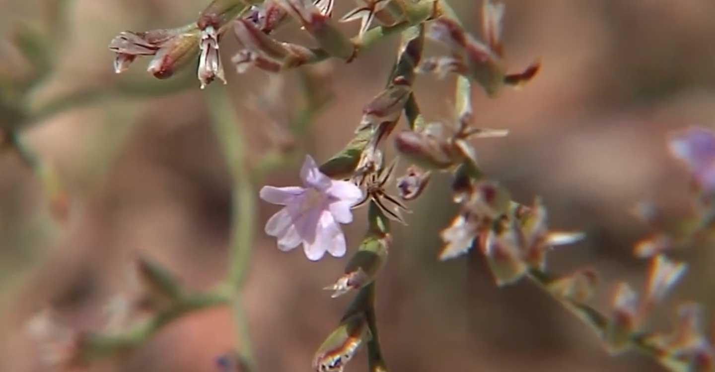 Localizada en la Laguna de El Hito una especie de limonium que se creía extinguida