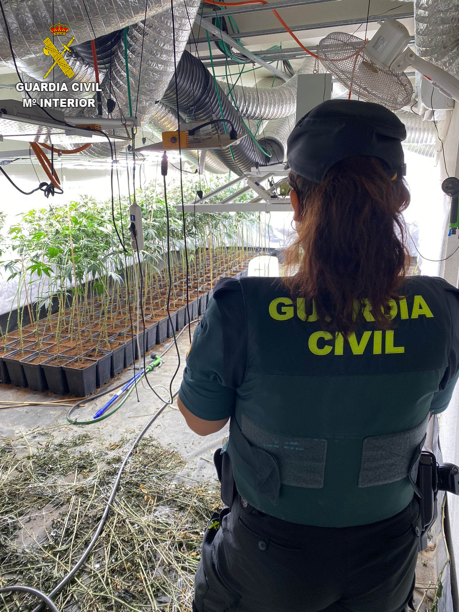 La Guardia Civil desmantela una plantación de marihuana en la A-2