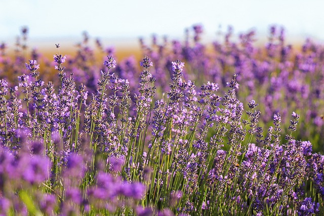 El Gobierno de Castilla-La Mancha visita los campos de lavanda para conocer su estado ante el adelanto de la cosecha