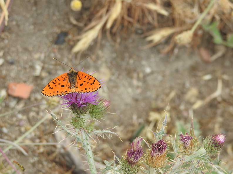 Las mariposas diurnas tiñen de color los prados y bosques de la Sierra Norte de Guadalajara