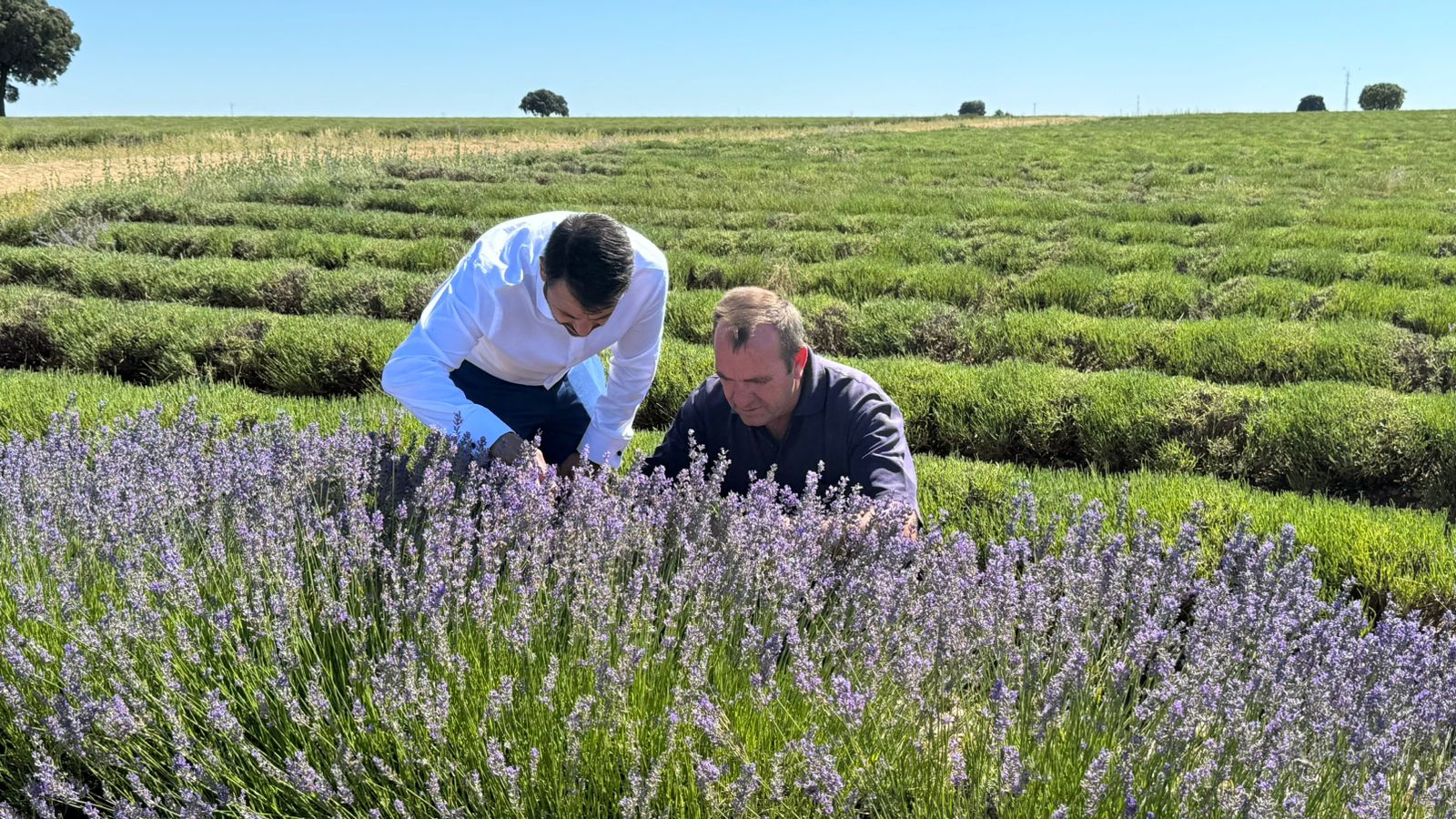 Vox exige ayudas para los agricultores de lavanda a los que el pacto verde deja indefensos frente a la plaga que devora sus cosechas