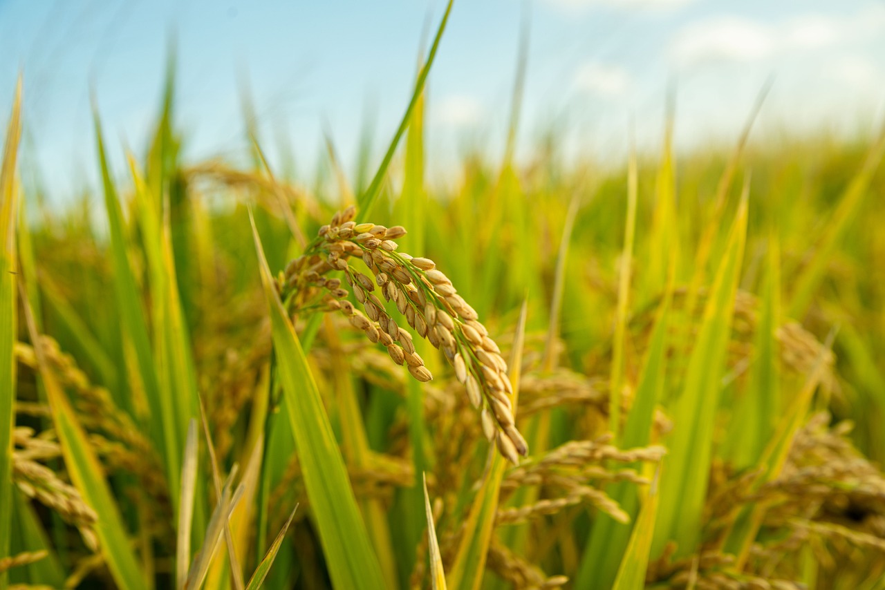 El Ministerio de Agricultura, Pesca y Alimentación eleva a 264 millones de euros el pago de las ayudas a tierras de cultivo de secano, arroz y tomate de industria 