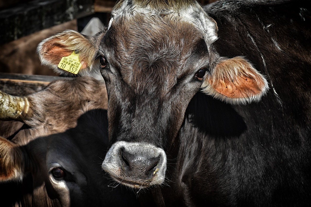 Unión de Uniones cree que las medidas de sanidad animal anunciadas por Planas se quedan cortas