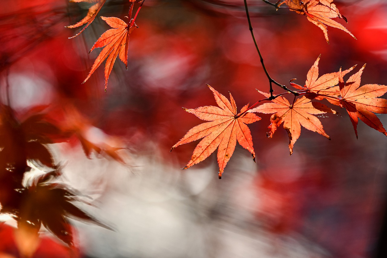 ¿Cómo afecta el otoño al estado de ánimo?