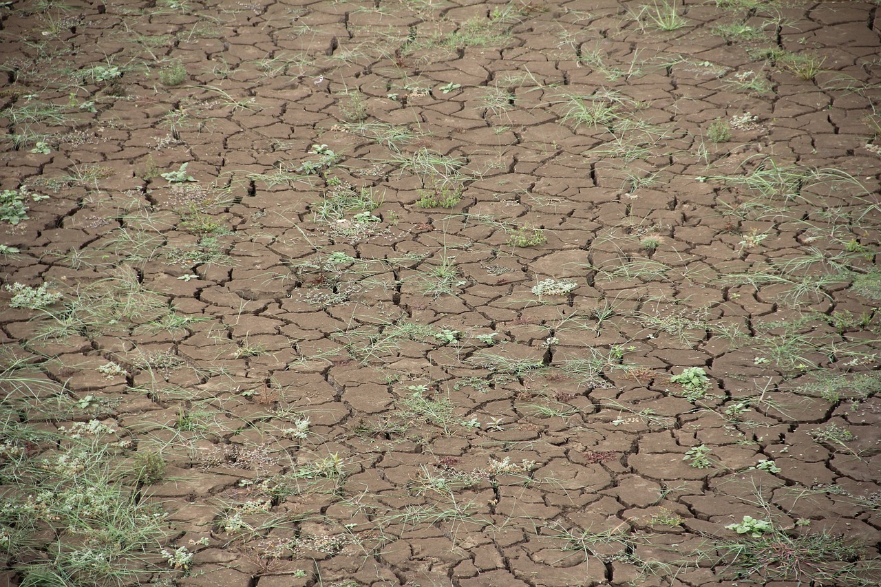 Unión de Uniones considera que las ayudas del Gobierno se quedan cortas para la gravedad de la crisis y que deberá ampliarlas según evolucione la sequía