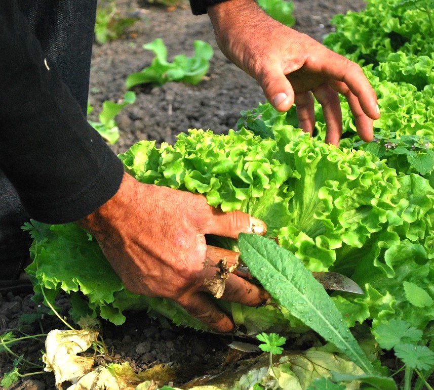 Unión de Uniones espera que se materialice la compensación a los agricultores por los efectos negativos de la rebaja del IVA de los alimentos