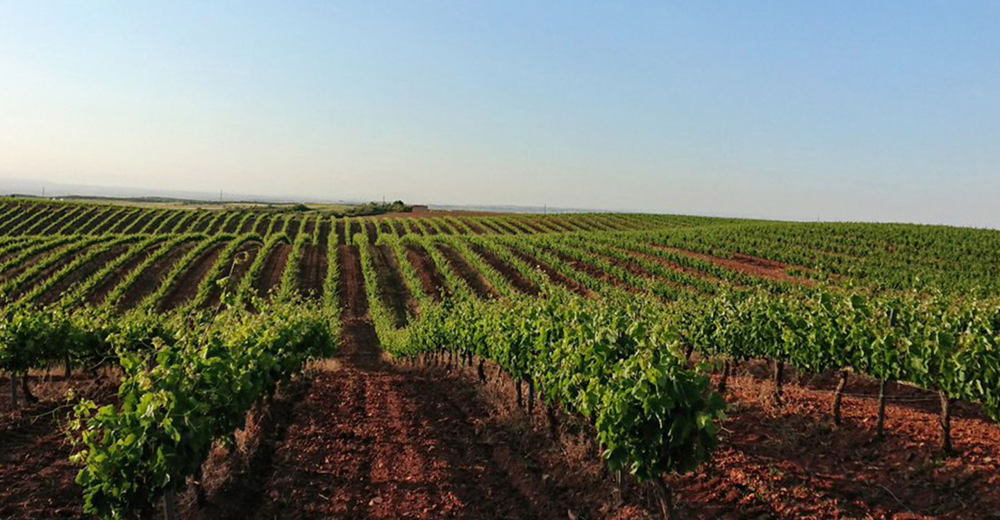 El Ministerio de Agricultura, Pesca y Alimentación distribuye autorizaciones para plantar 1.407 nuevas hectáreas de viñedo en 2023
