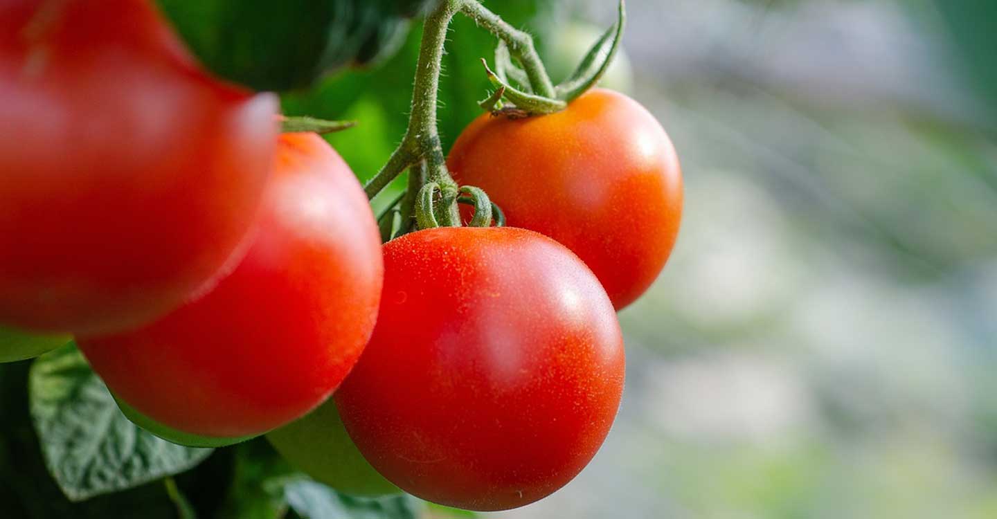 Más de medio millar de nuevos agricultores de tierras de cultivo de secano, arroz y tomate de industria en Castilla-La Mancha recibirán la ayuda extraordinaria de 1,6 millones de euros