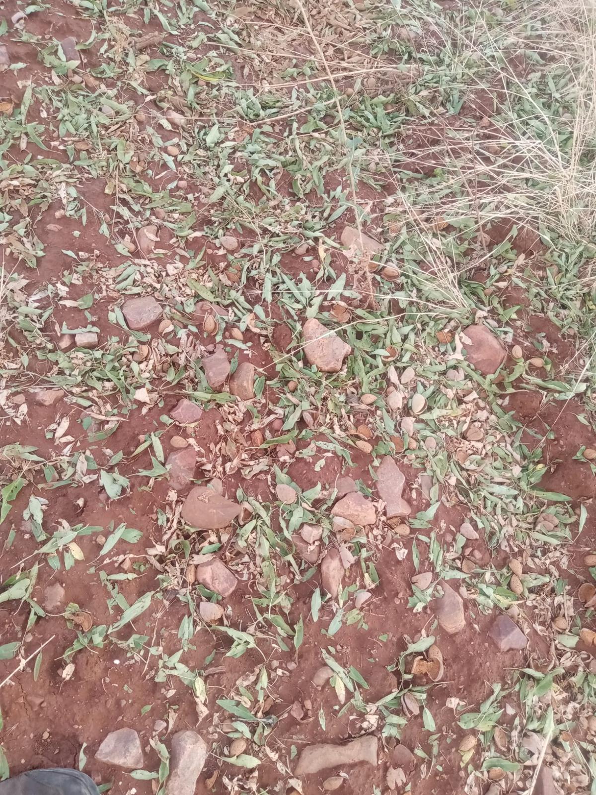 Granizo arrasa campo