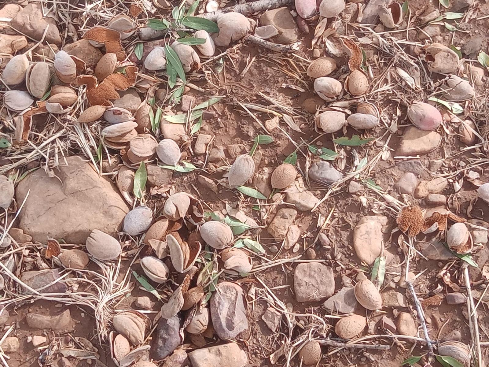 Las fuertes tormentas de granizo arrasan el campo en la provincia de Toledo