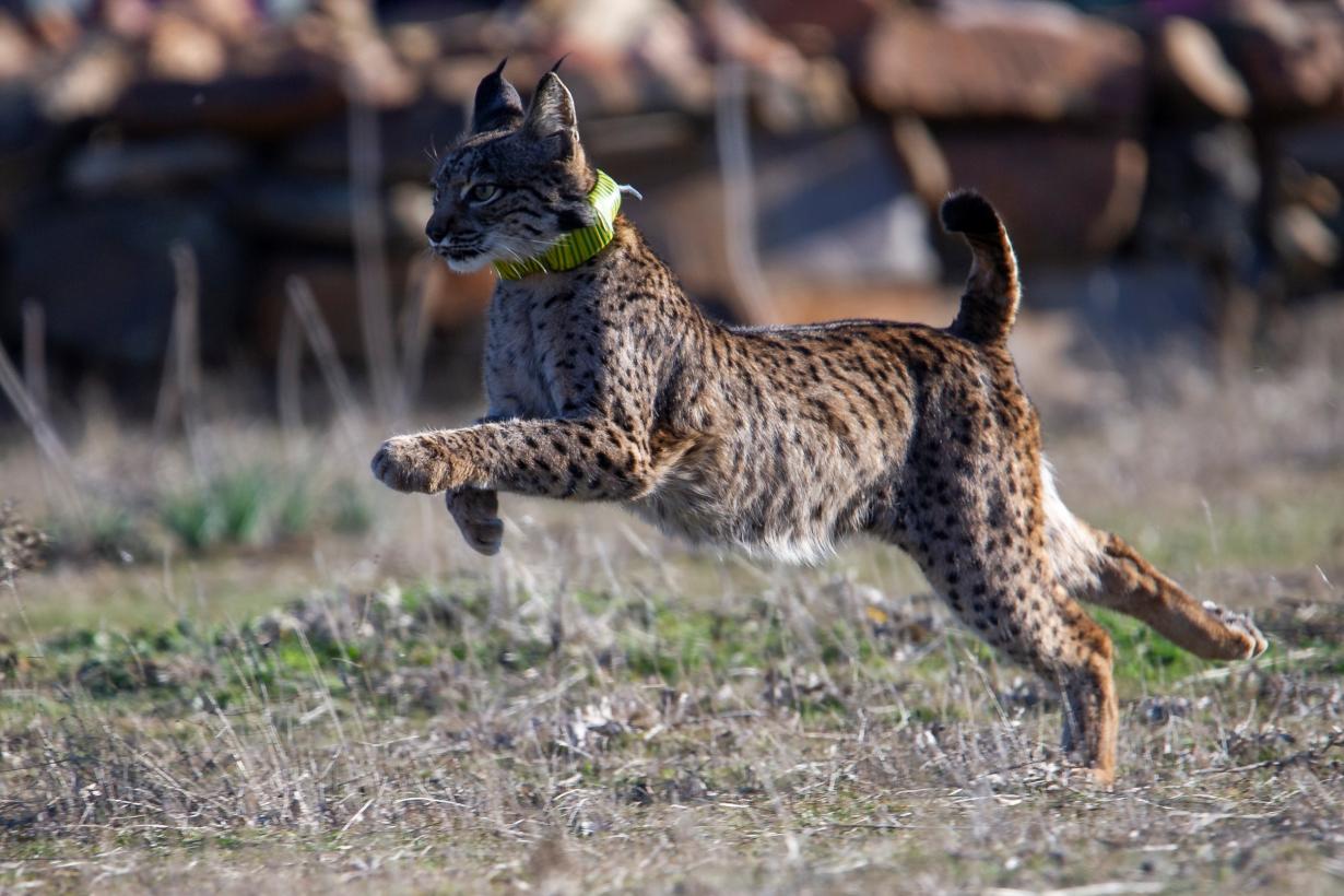 El Gobierno de Castilla-La Mancha lleva a Bruselas sus exitosos programas de recuperación del lince ibérico