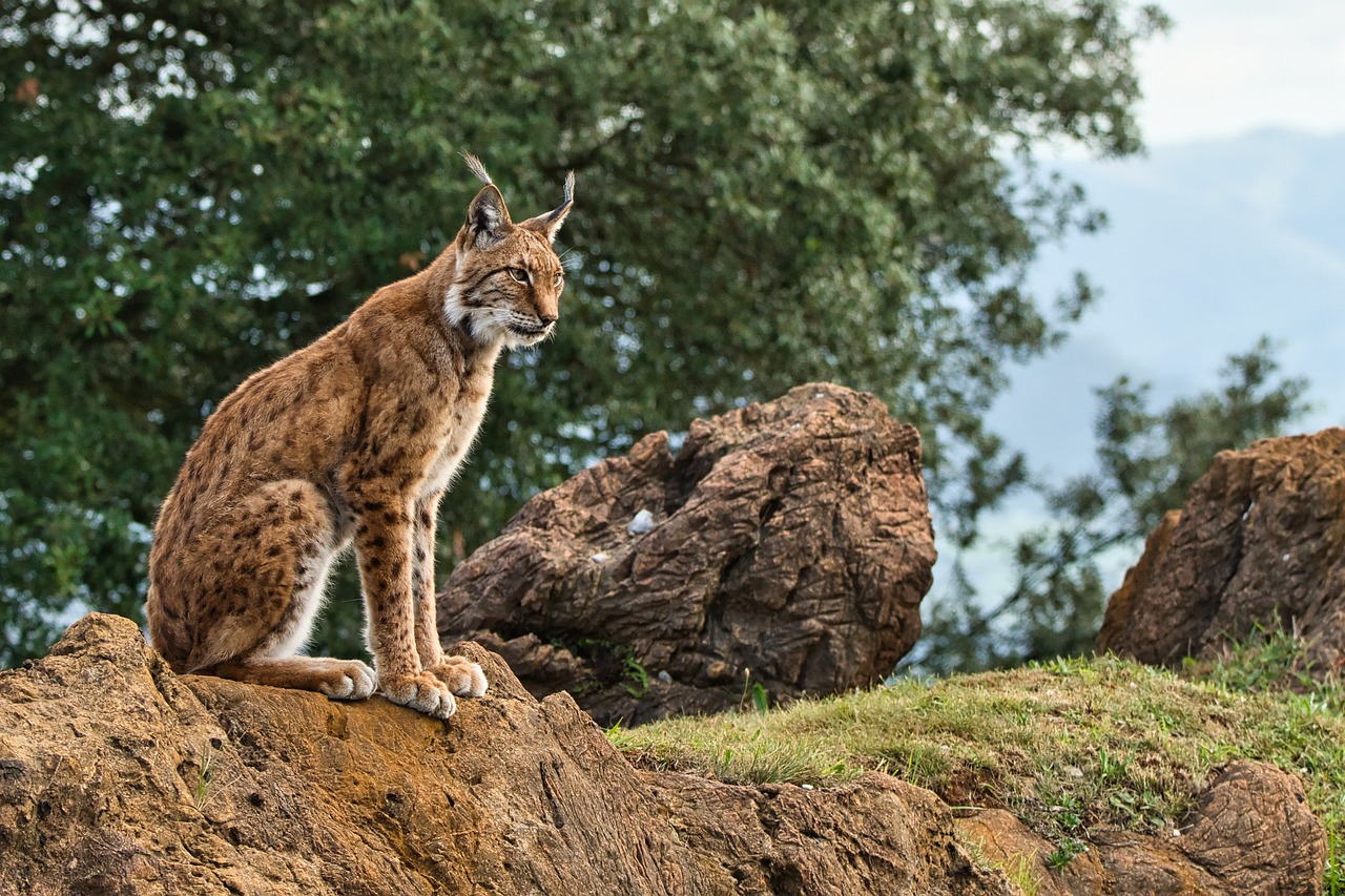 Castilla-La Mancha aglutina el 35 por ciento de linces ibéricos que habitan en la Península Ibérica