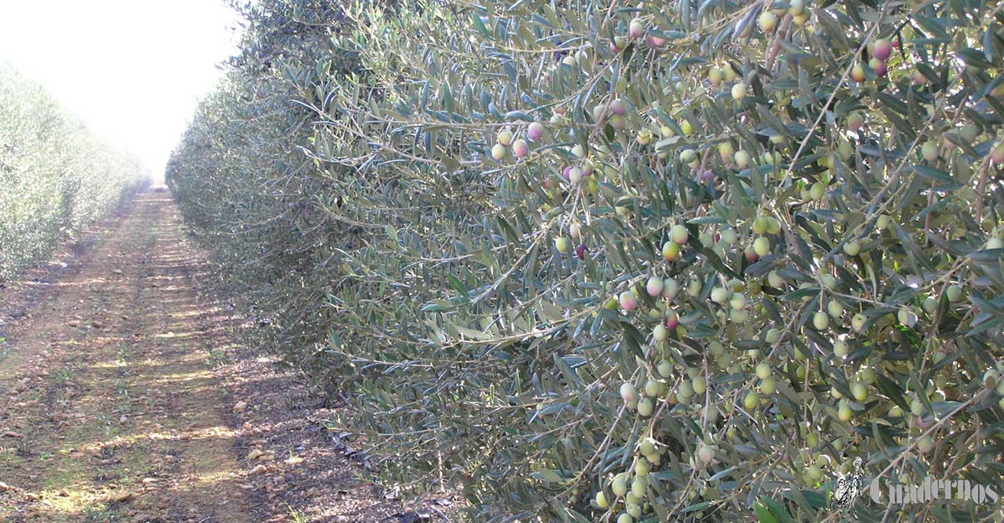 Tierraseca confirma la situación reforzada de seguridad en el campo, con motivo de la campaña de la aceituna