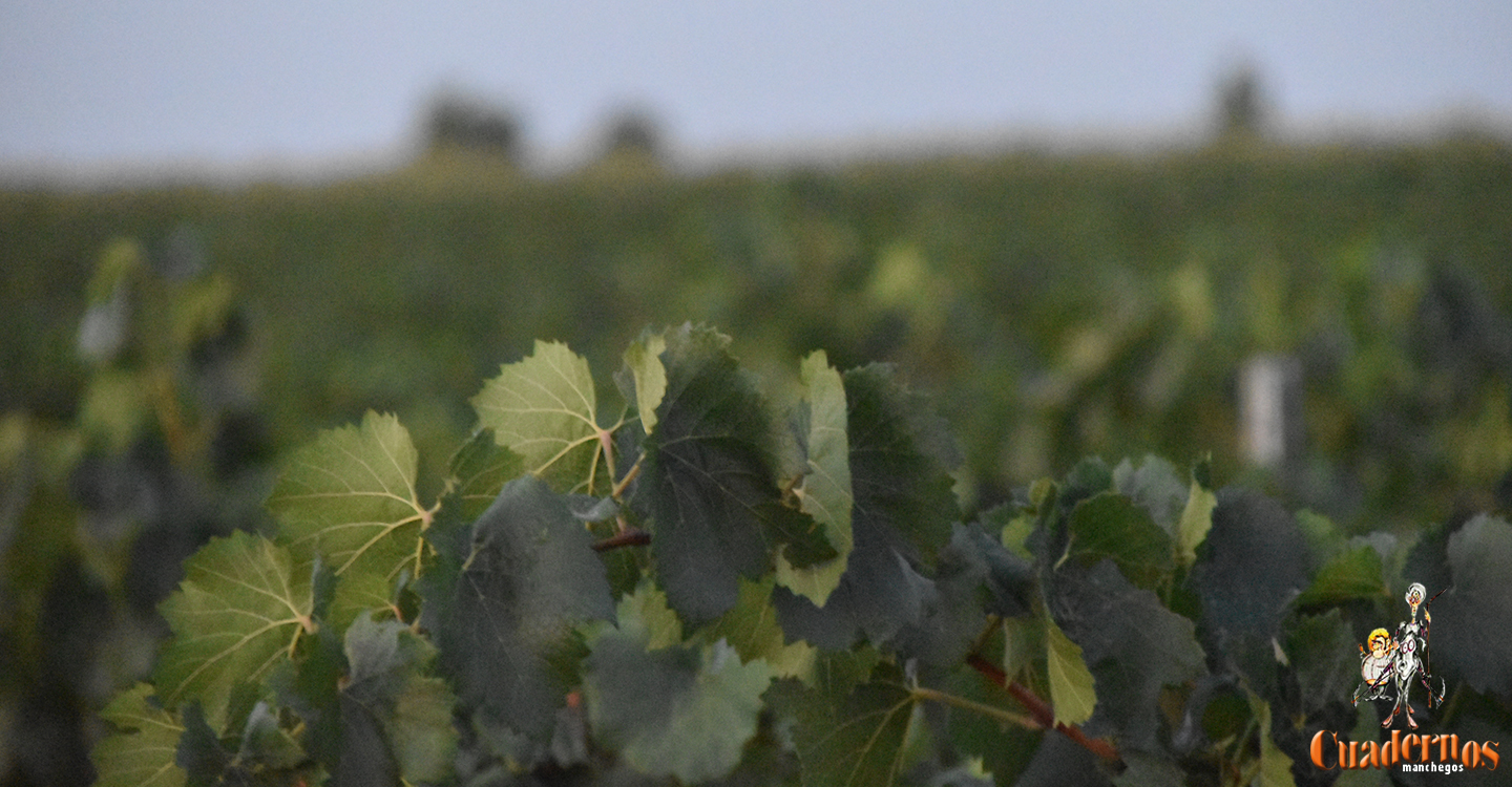 ASAJA CLM exige el cumplimiento íntegro de la Ley de la cadena alimentaria para garantizar la rentabilidad del sector