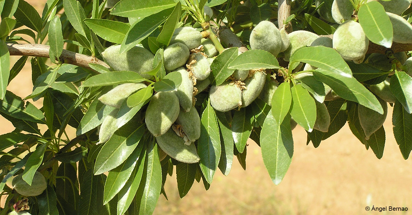 El futuro del almendro en Castilla-La Mancha