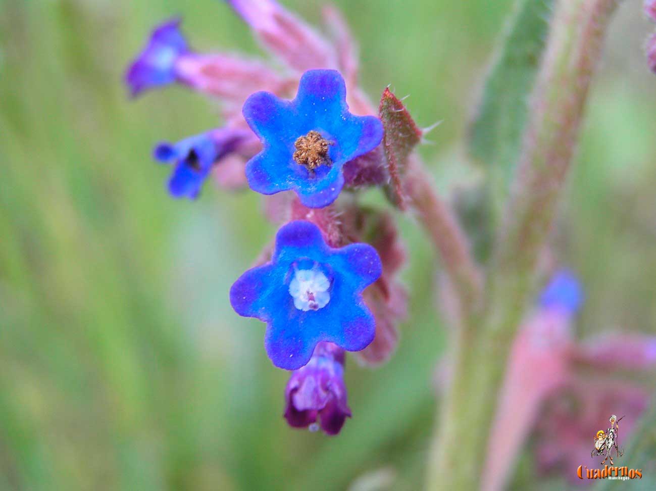 Anchusa Azurea Miller