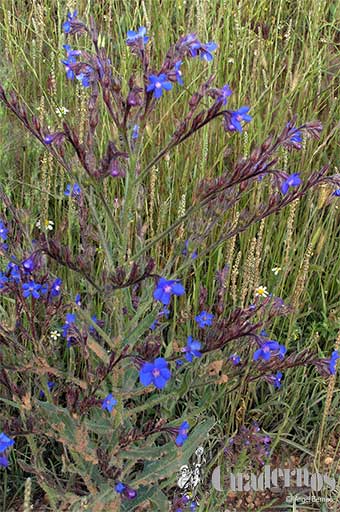 Anchusa Azurea Miller