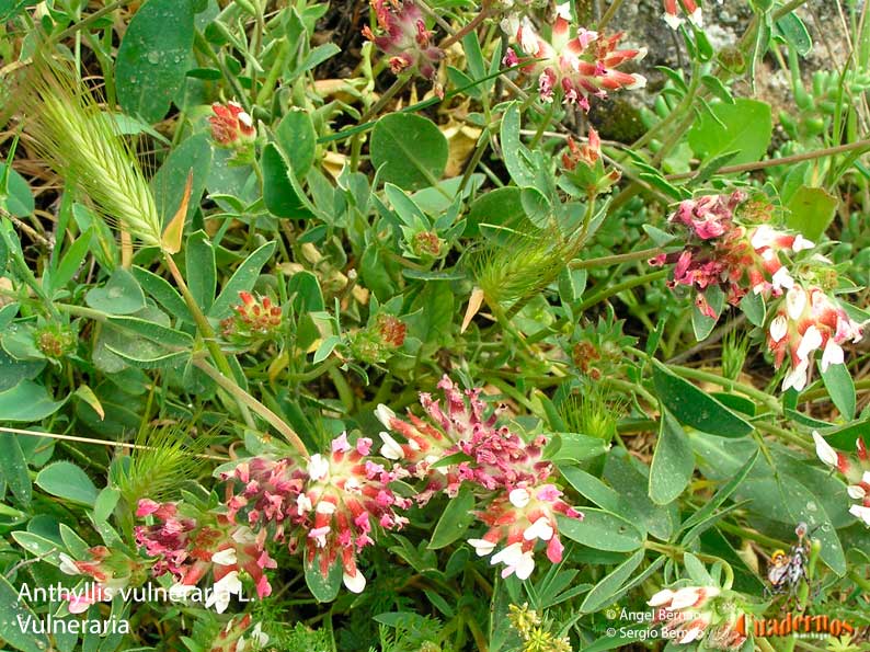 Flores y Frutos de la Comarca de Tomelloso (XX)