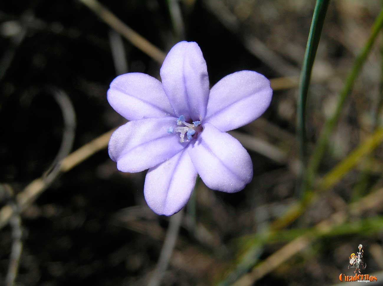 Aphyllanthes monspeliensis l