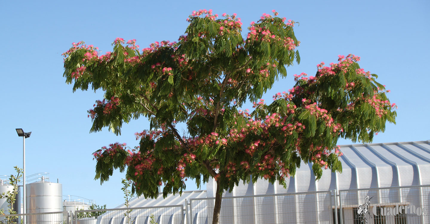 Árboles de Tomelloso