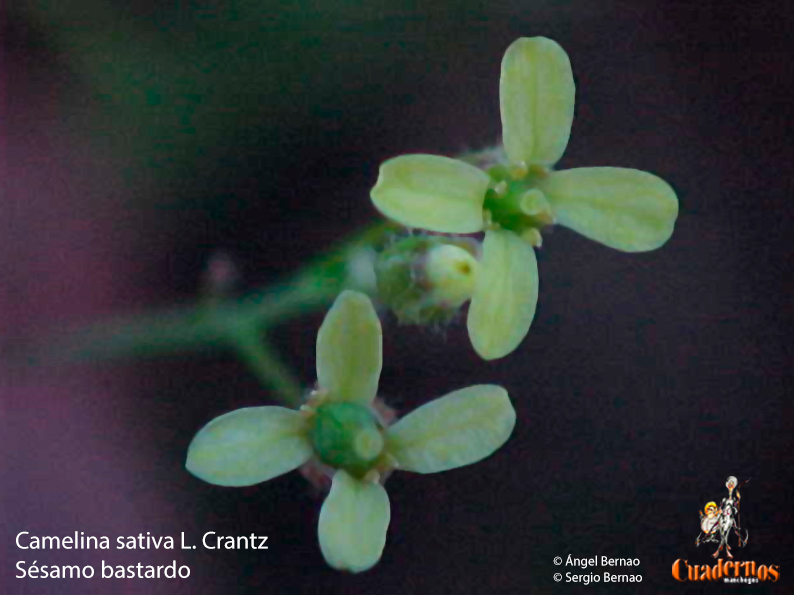 Camelina Sativa L