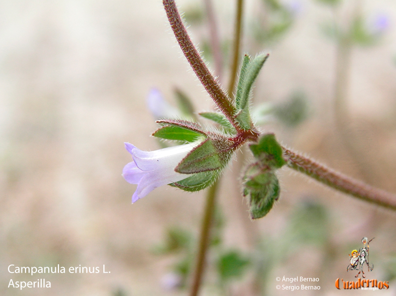 Campanula erinus L.