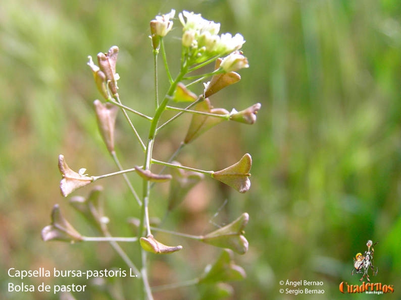 Capsella bursa-pastoris L.