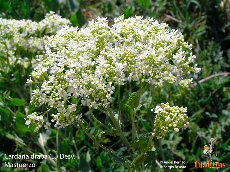 Flores y Frutos de la Comarca de Tomelloso (XXIII)