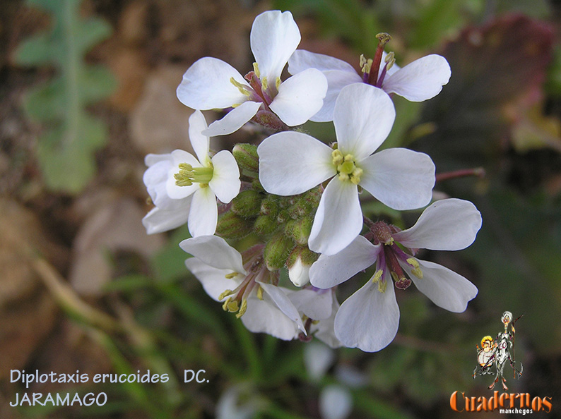 Flores y Frutos de Primavera en Tomelloso (II)