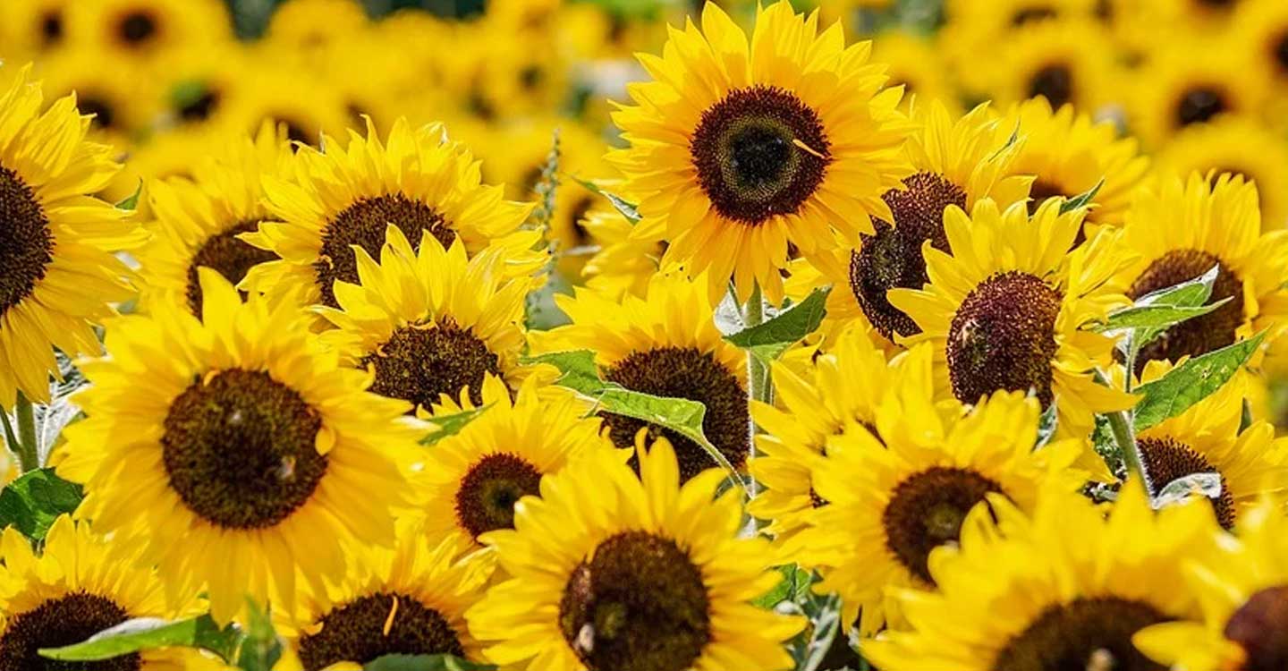 Girasoles de septiembre