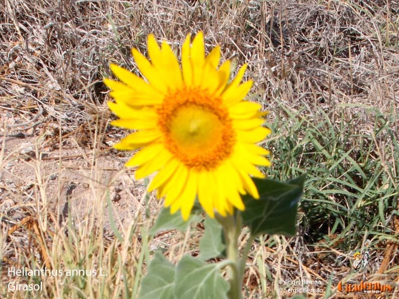 Helianthus annus l