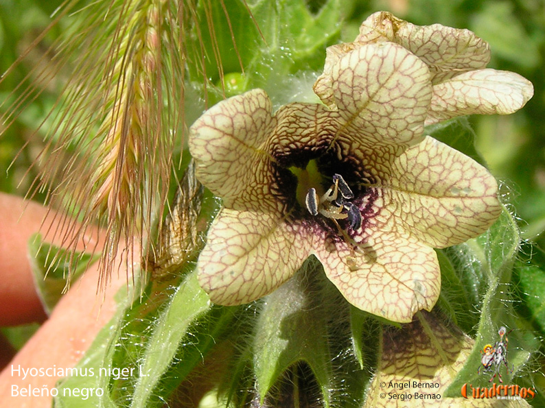 Hyosciamus Niger