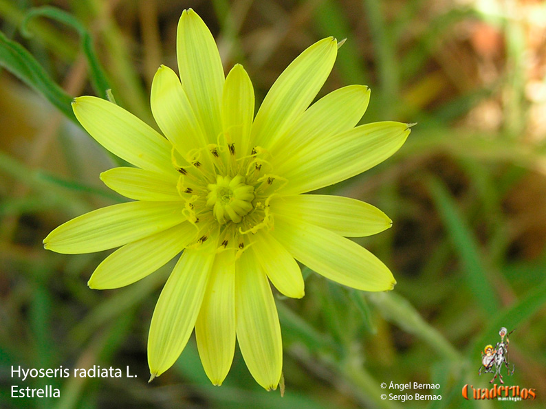 Flores y Frutos de la Comarca de Tomelloso (XVIII)